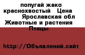 попугай жако краснохвостый › Цена ­ 50 000 - Ярославская обл. Животные и растения » Птицы   